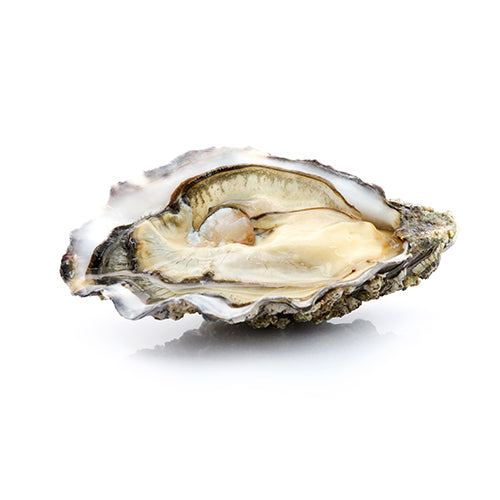 Abre ostras profesional OYSTER KING