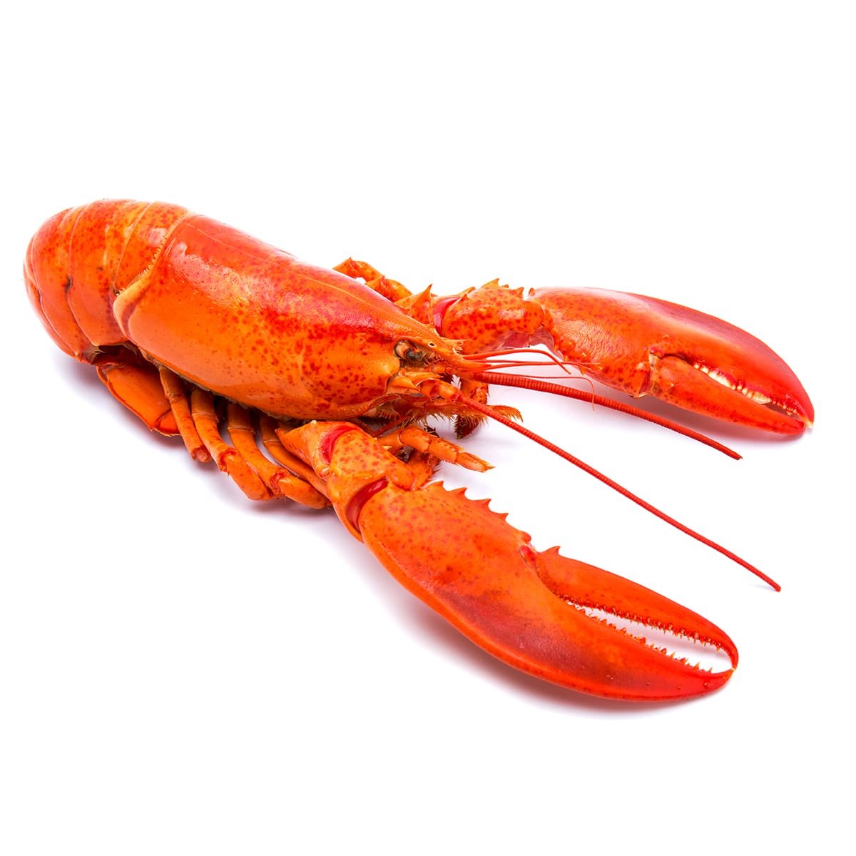 Frozen Cooked American Lobster 400-500g/piece – Thammachart Seafood