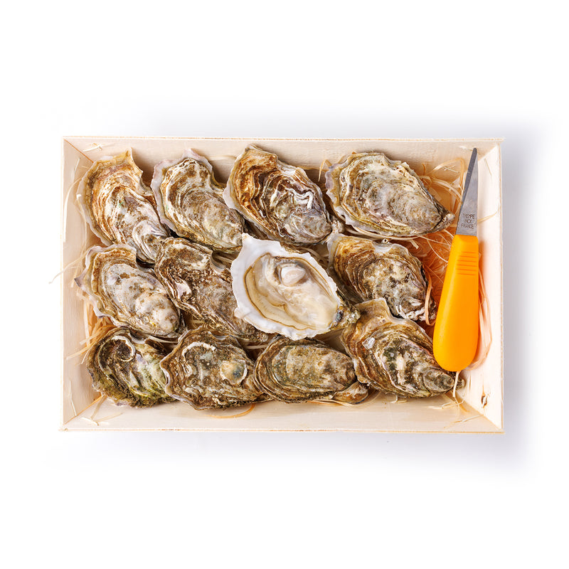 LEasy Kys Oyster 12pcs/box  (Pre-Order 7 Days)