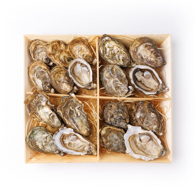 Coffret Kys Oyster 18 pcs/box  (Pre-Order 7 Days)